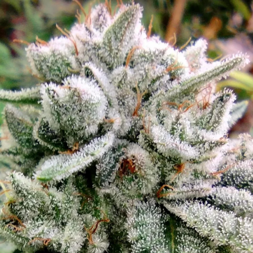 Gorilla Glue #4 (Josey Cut)
