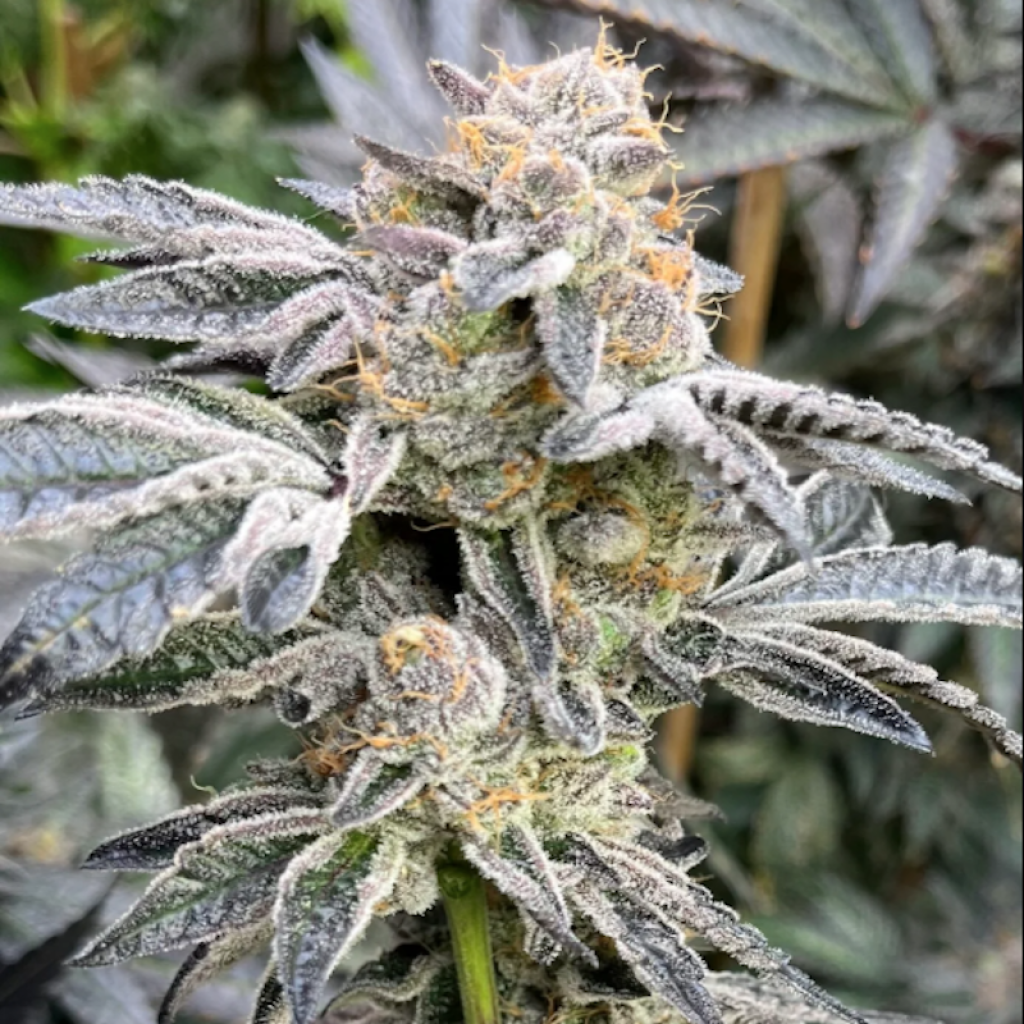 Girl Scout Cookies (Forum Cut)