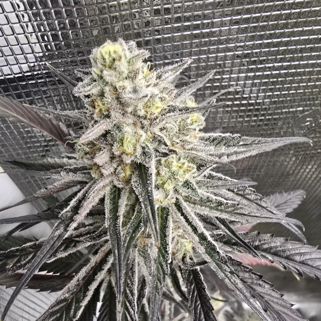 Blue Dream (Josey Cut)