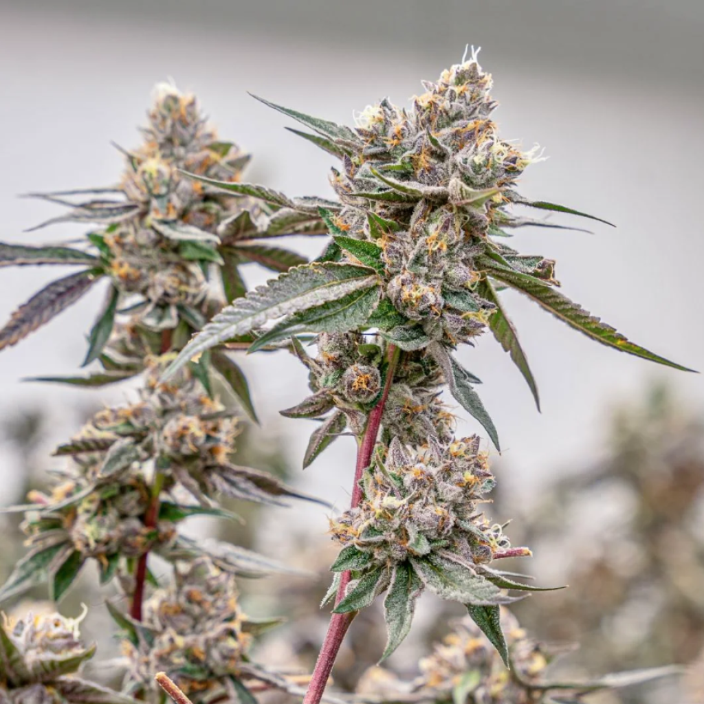 Lemon Cherry Gelato (Packpack Boyz Cut)
