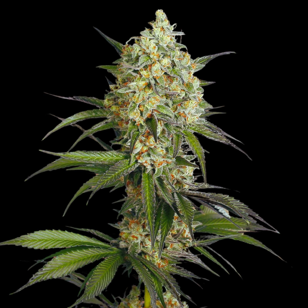 Gaby SI Sour Diesel  (Gaby’s Collection)