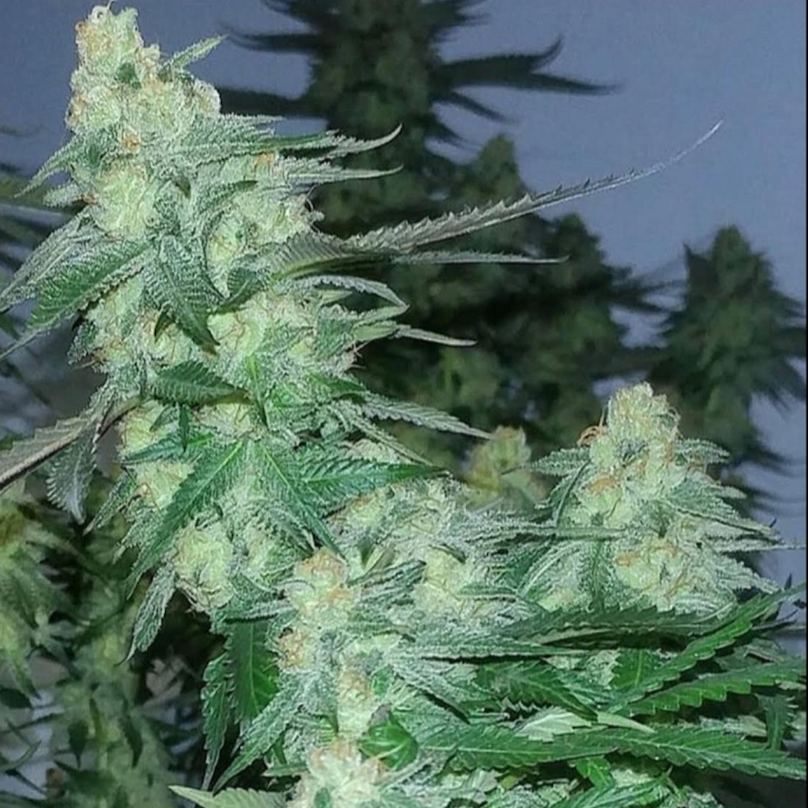 AJ Sour Diesel (Philly Cut)