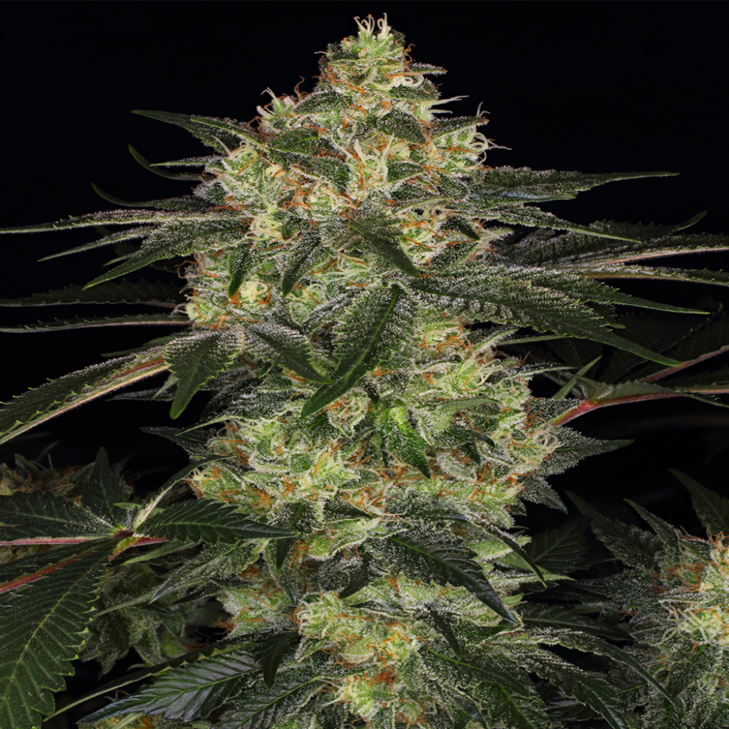 Chem D (Gaby’s Collection)