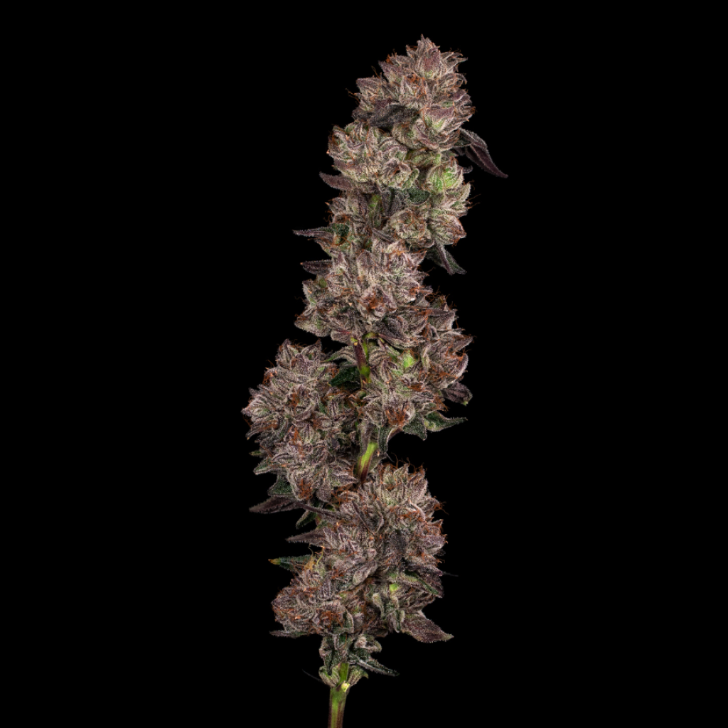 Ridgeline Lantz (Ridgeline Farms)