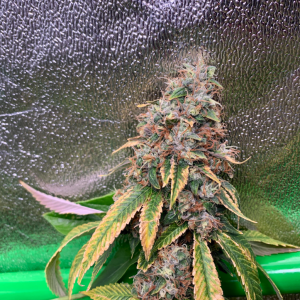 LA Kush x Headband (Gaby's Collection)