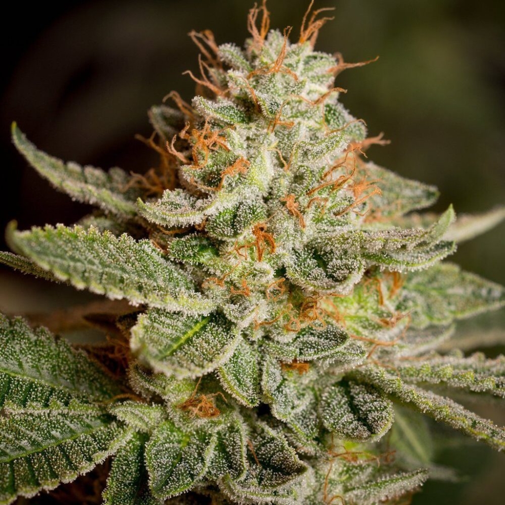 "Original" Sour Diesel (Gaby’s Collection)