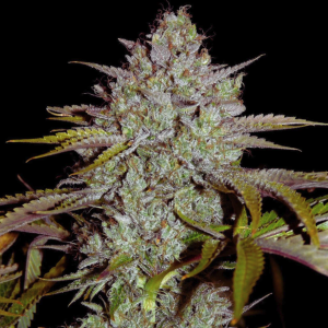 SFV OG (Gaby's Collection)