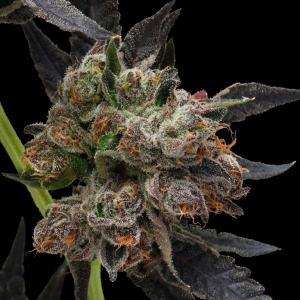 Obama Runtz (Gaby's Collection)