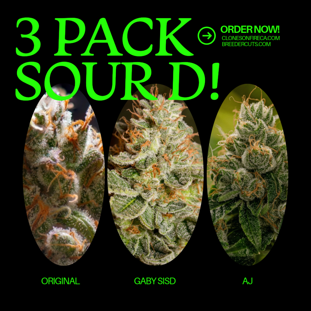 3 Pack Sour Diesel (Original, Gaby SISD, AJ)