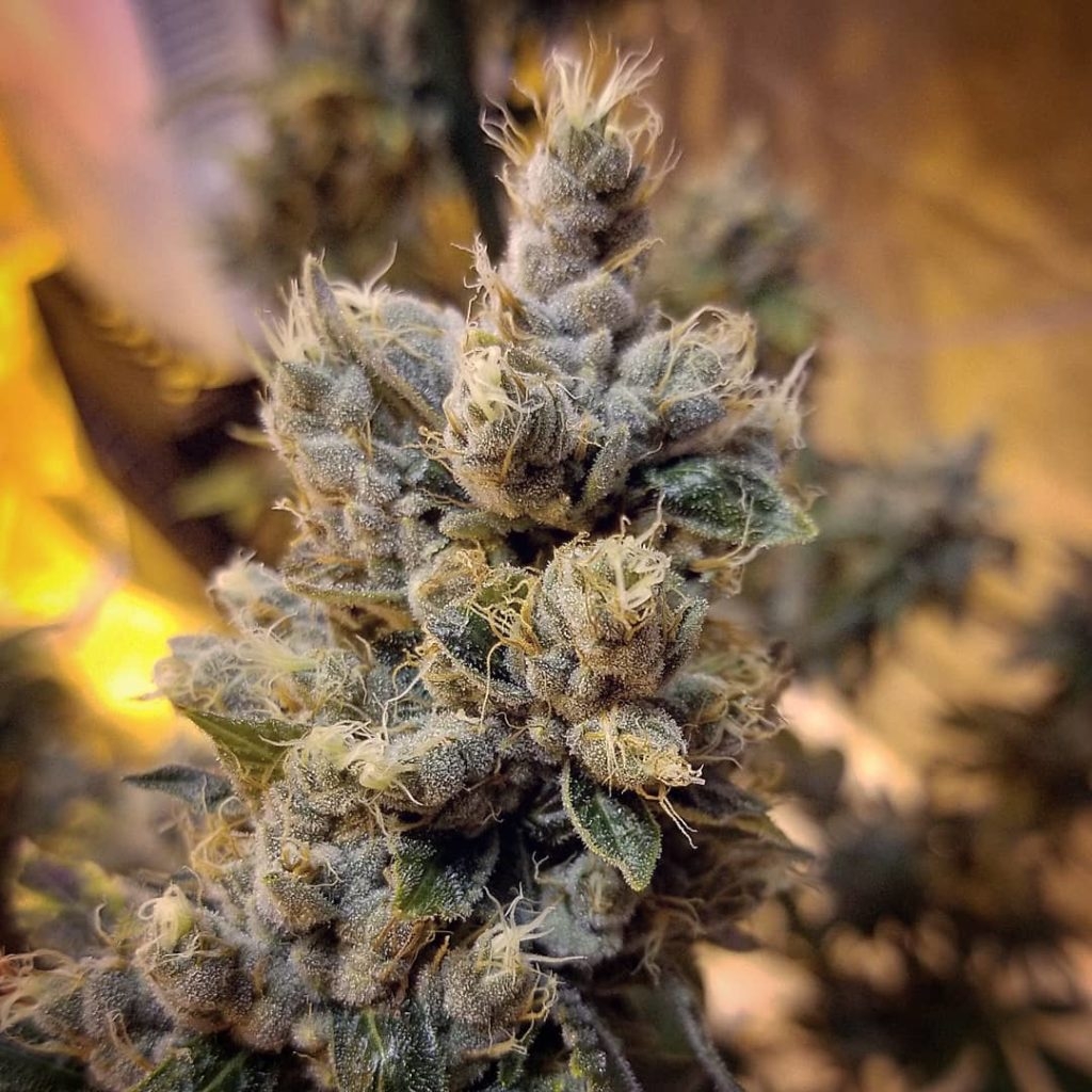 Dog Walker OG (Gaby's Collection)