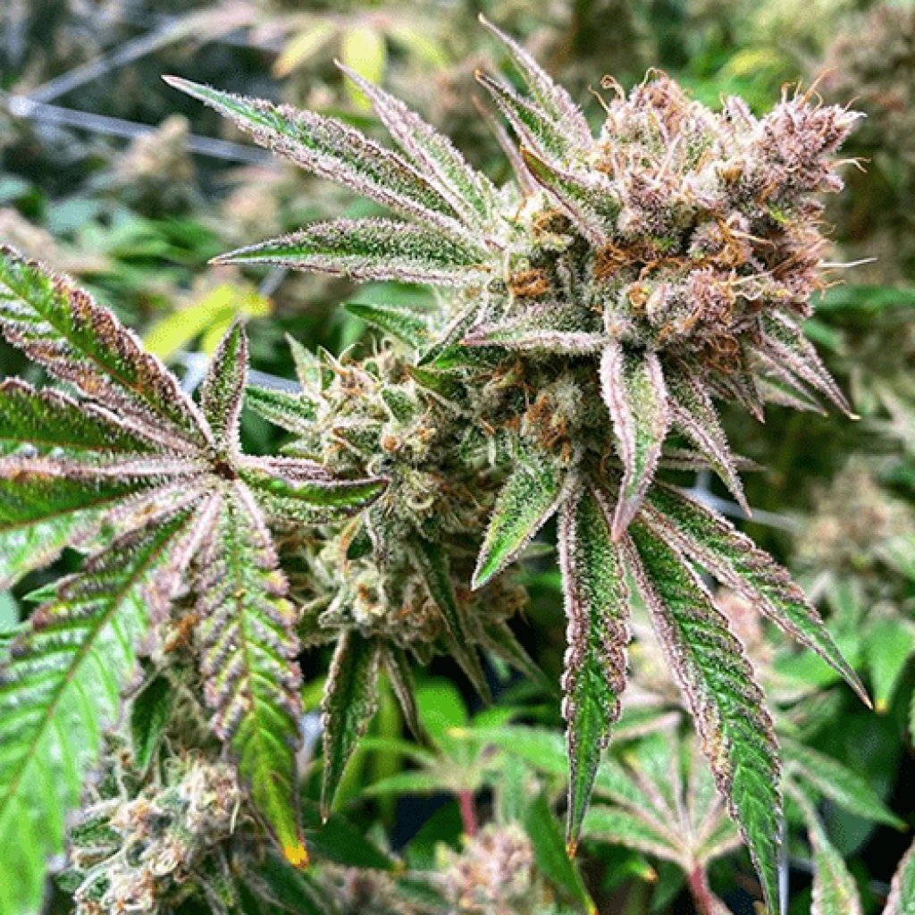Orangutan Titties (Exotic Genetix)