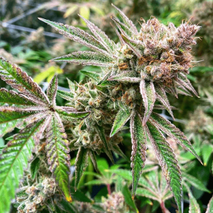 Orangutan Titties (Exotic Genetix)