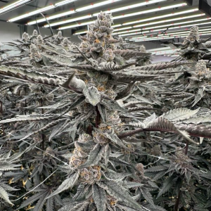 Blue Taffeze (Kounter Kulture)