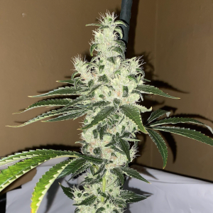 Notsodog Sour Diesel (Notsodog Cut)