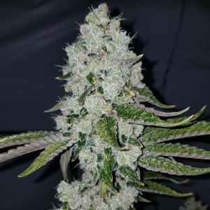 Chem 91 (Gaby’s Collection)