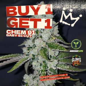 Chem 91 (Buy One Get One FREE) (Gaby's Cut)