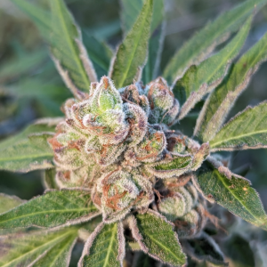 Sweet Pink Grapefruit (Breeder Steve Cut)