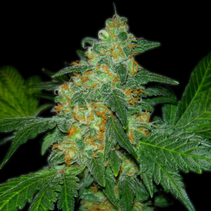 Sweet Tooth (Breeder Steve Cut)