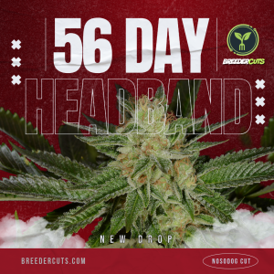 56 Day Headband (Notsodog Cut)