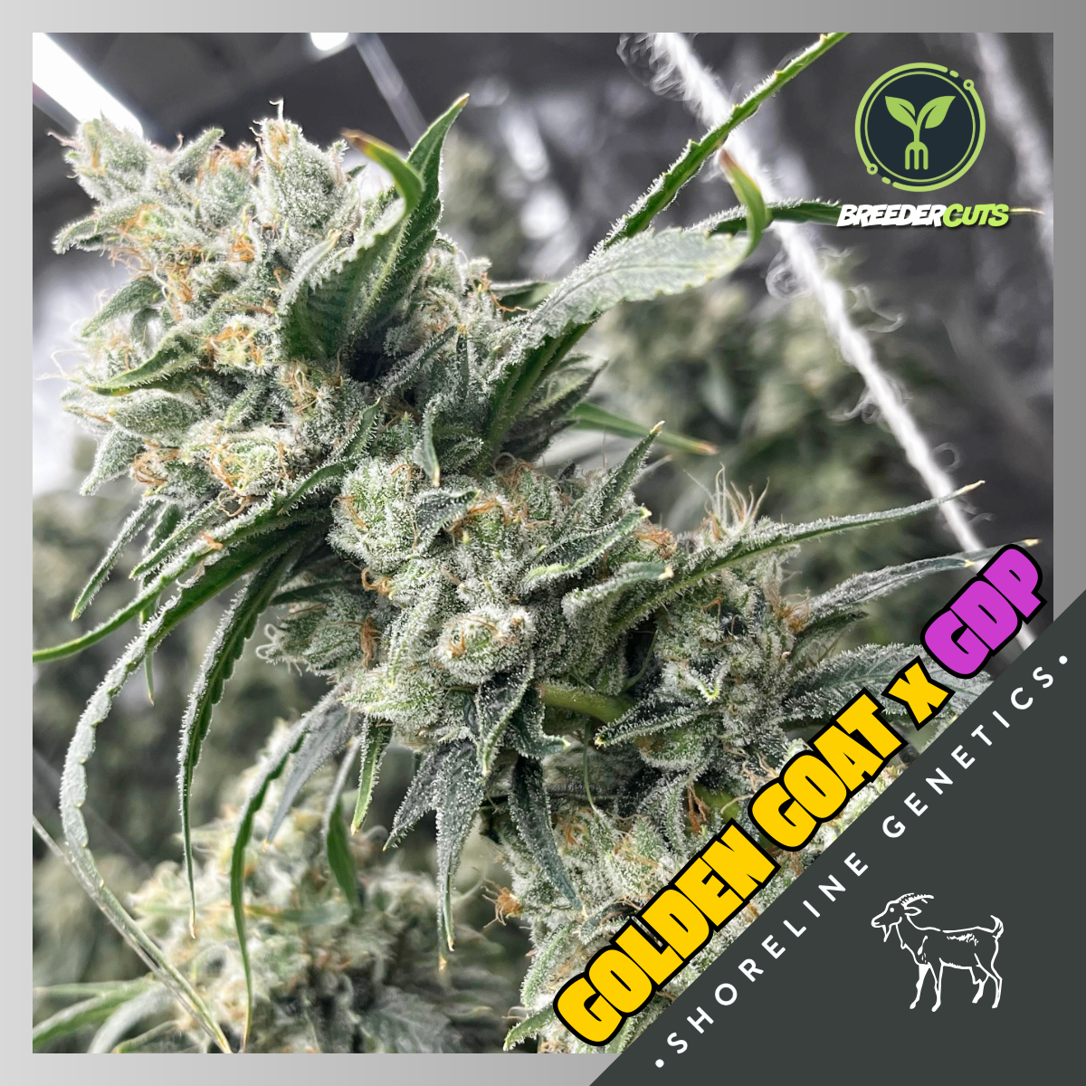 Golden Goat x GDP (Shoreline Genetics)