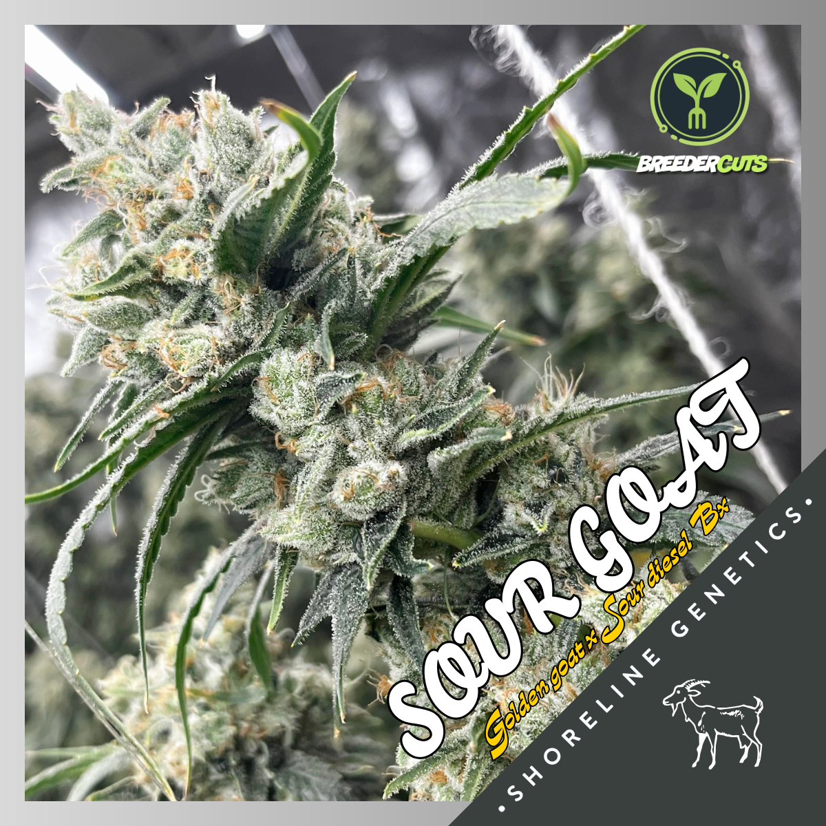 Sour Goat (Shoreline Genetics)