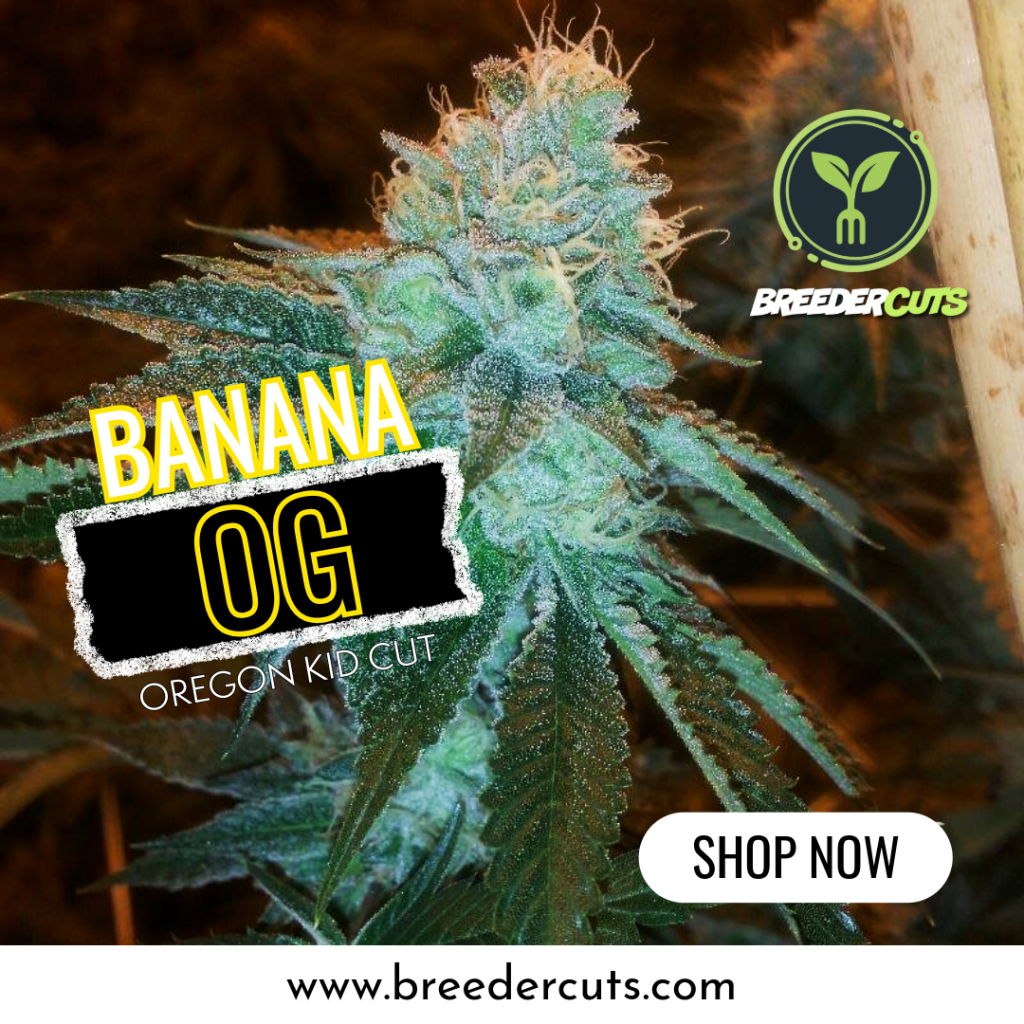Banana OG (Orgnkid Cut)