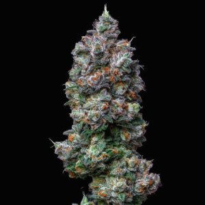 Death Star x Shoreline (Gaby's Collection)