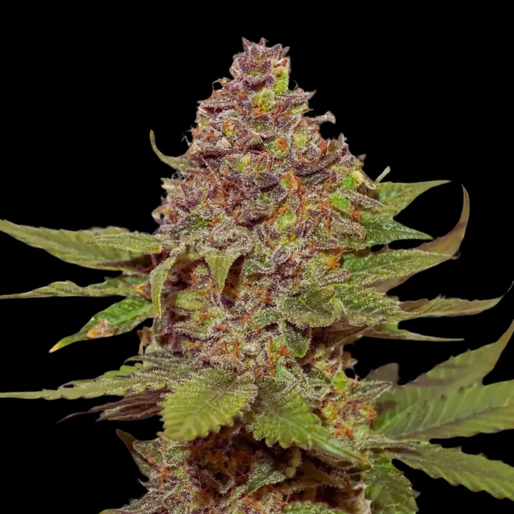 Strawberry Cough (Gaby's Collection)
