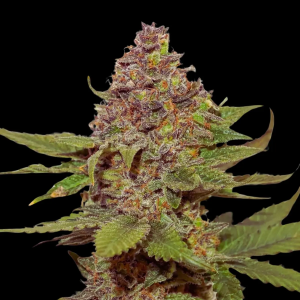 Strawberry Cough (Gaby's Collection)