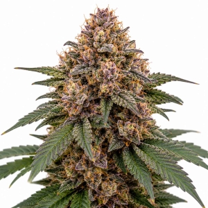 Zkittles (Gaby's Collection)
