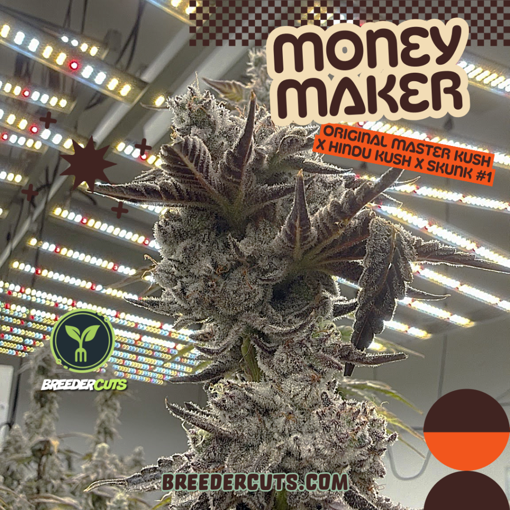 Money Maker (Green house Seed Co)