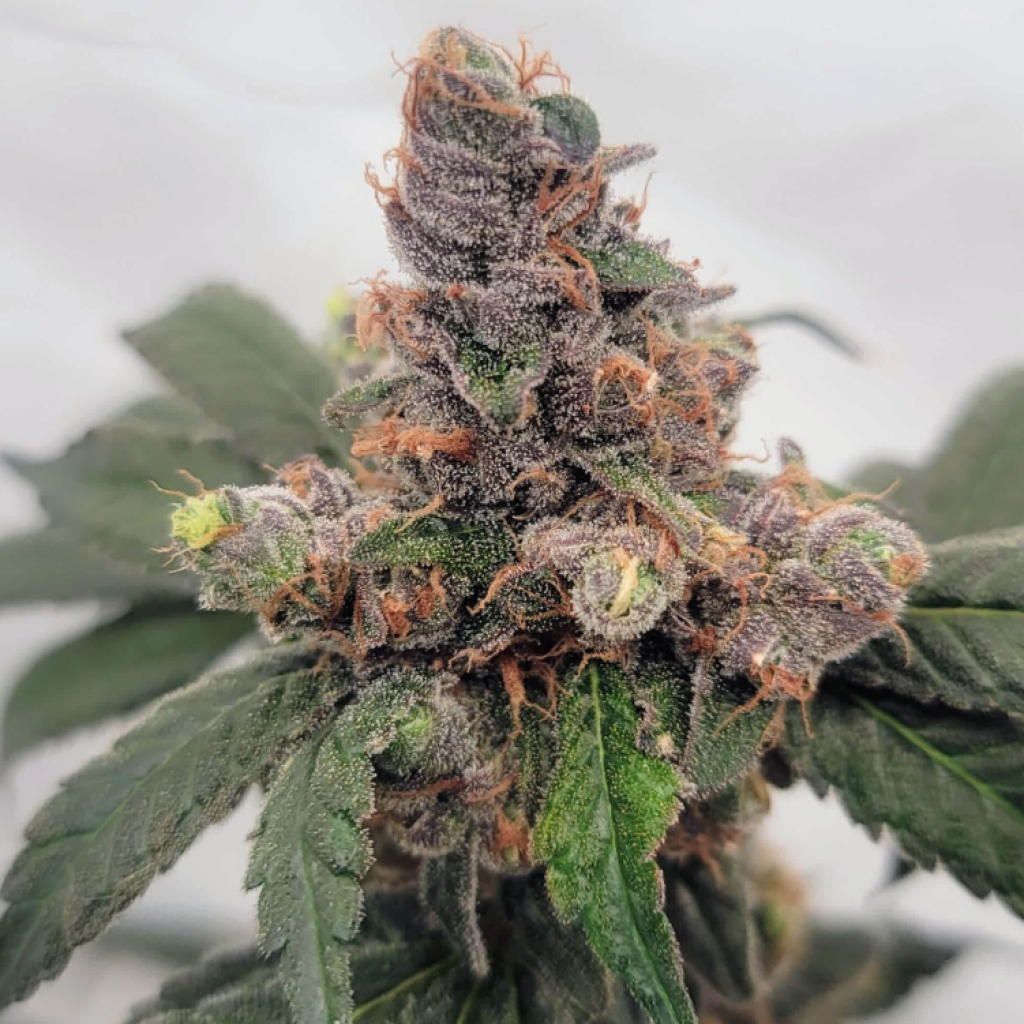 4 Blue Stars (Blue Star Seed Co)