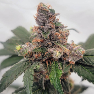 4 Blue Stars (Blue Star Seed Co)